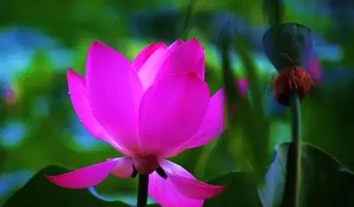 芦苇青青芦花白简谱_青之芦苇_芦苇青青