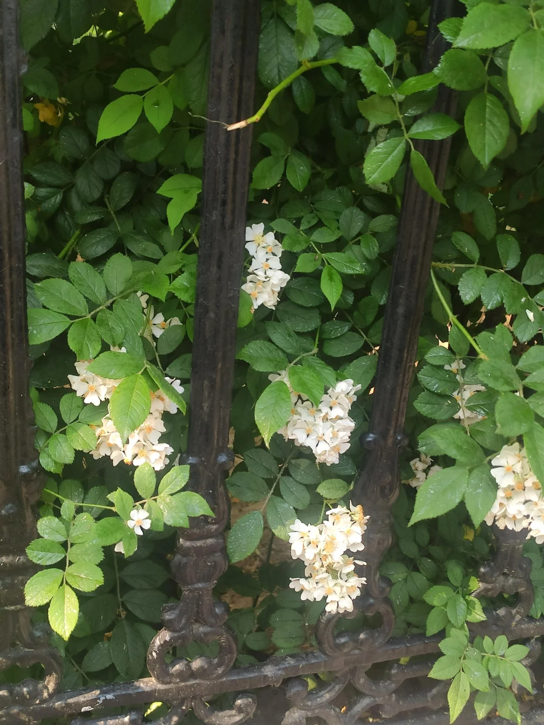 水菜丽种子资源合集迅雷下载_水菜丽种子全集rar_水菜丽种子