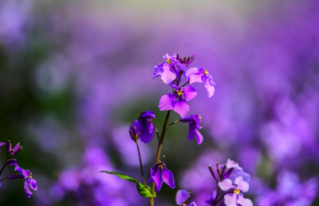 散花里弥结局_花散里_散花里弥