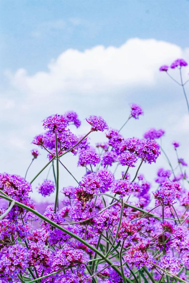 散花里弥_花散里_散花里弥结局