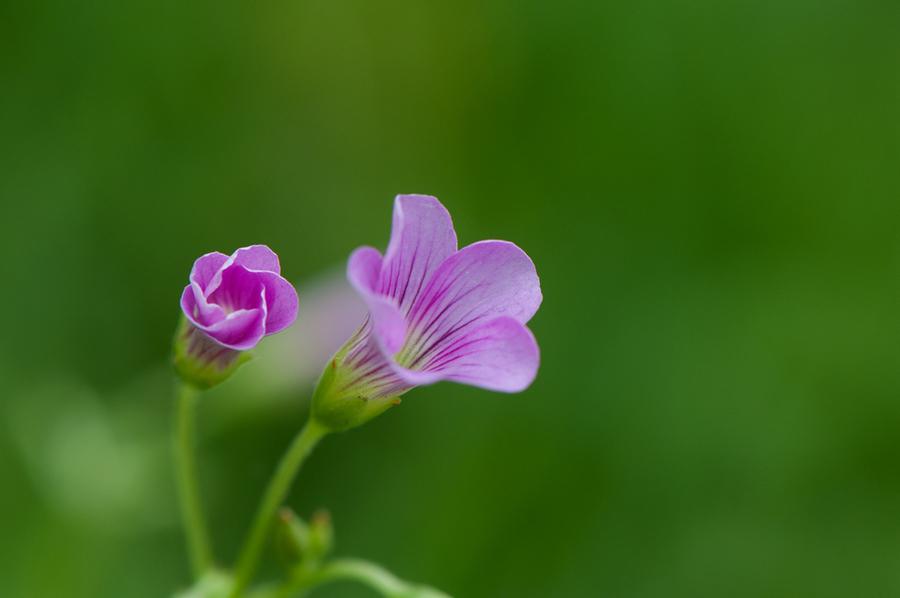散花里弥结局_花散里_散花里弥