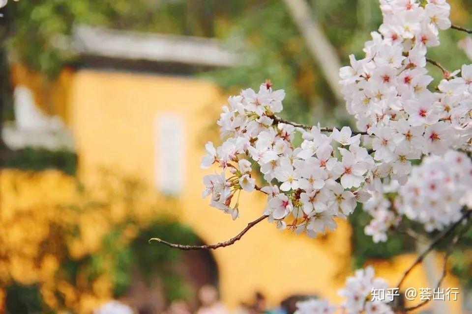 武汉樱花什么时候开_樱花武汉什么时候开花_樱花武汉几月开
