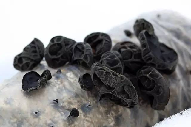 致命游戏通关攻略_致命游戏手机密码_手机游戏致命