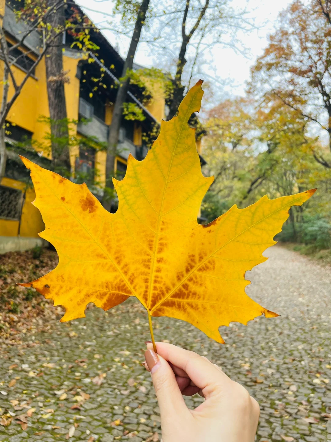 南京汽车票代售点：不仅是买票的地方，更是温暖的小确幸打卡地