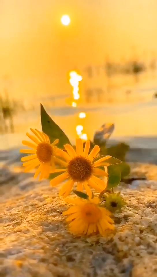 由奈可爱_我的妹妹哪有这么可爱麻奈实_奈可爱小可爱小小奶酪怎么画