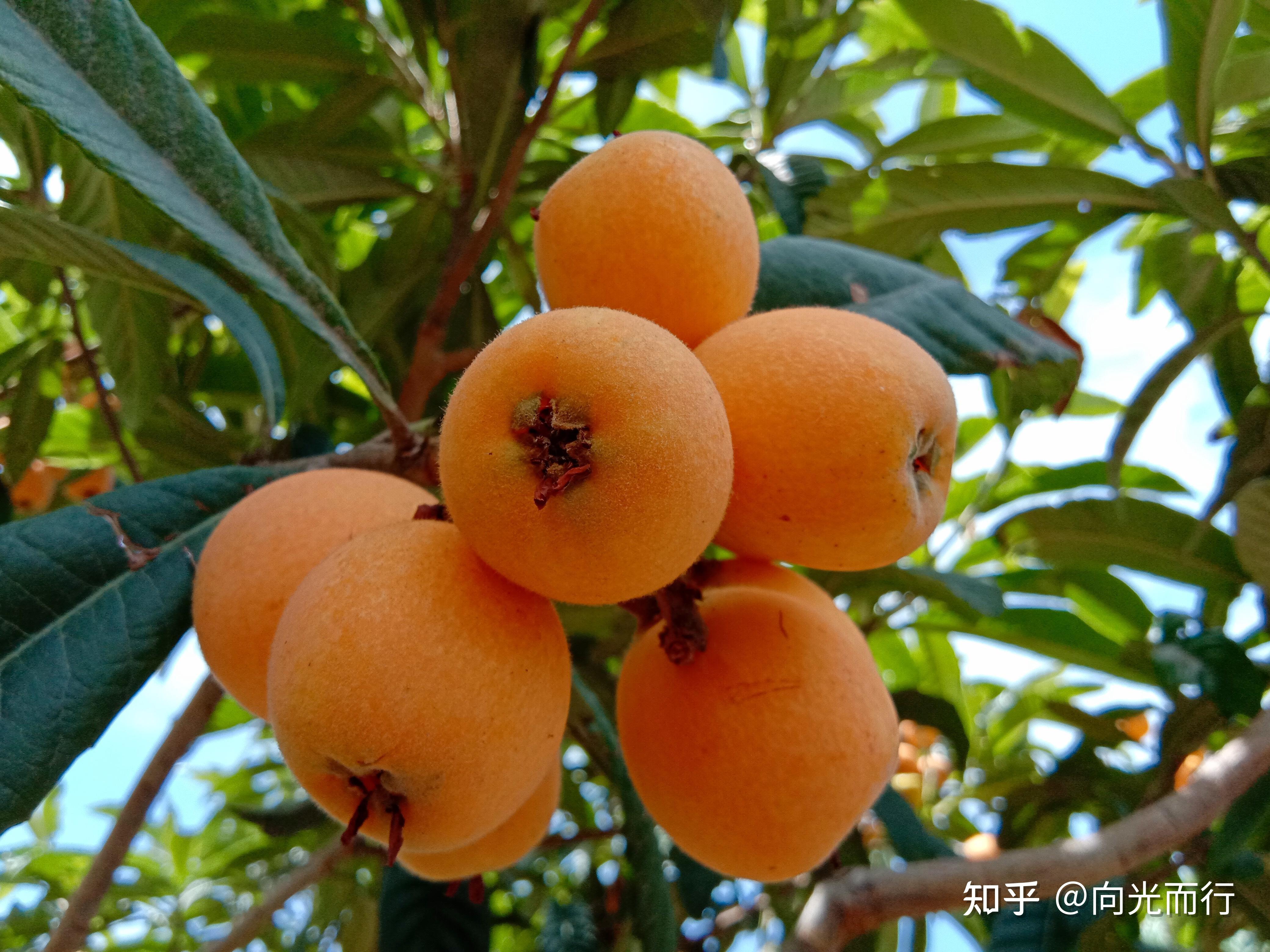 中原中医院_中原中也_中原中也图片