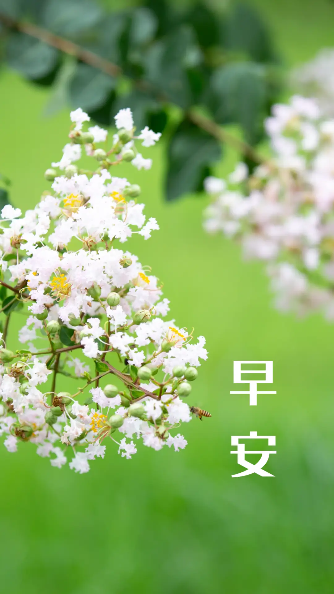 椎名真由理_椎名真由理_椎名真由理
