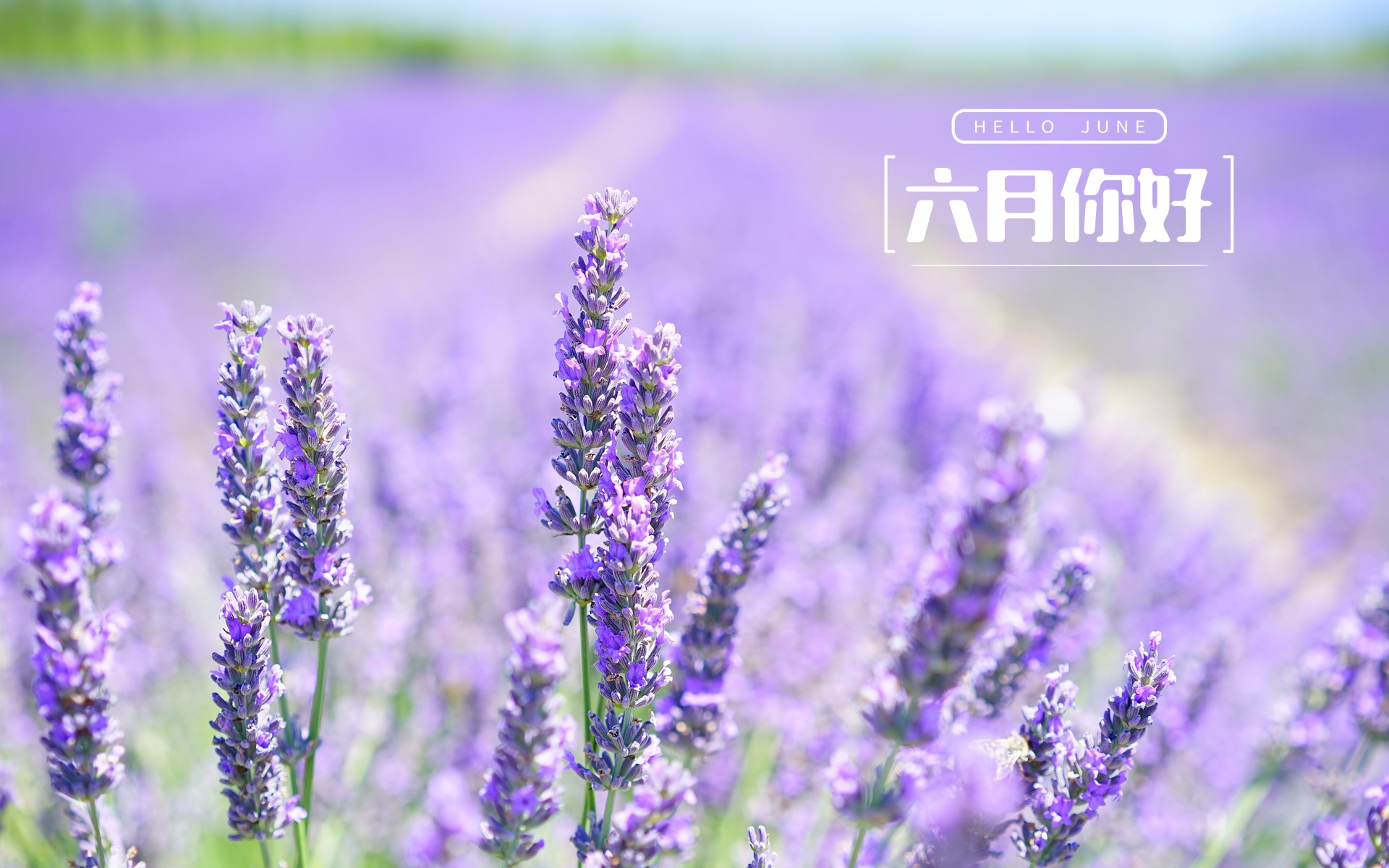 6月-六月，毕业季的告别与不舍，美好与不确定交织的时光