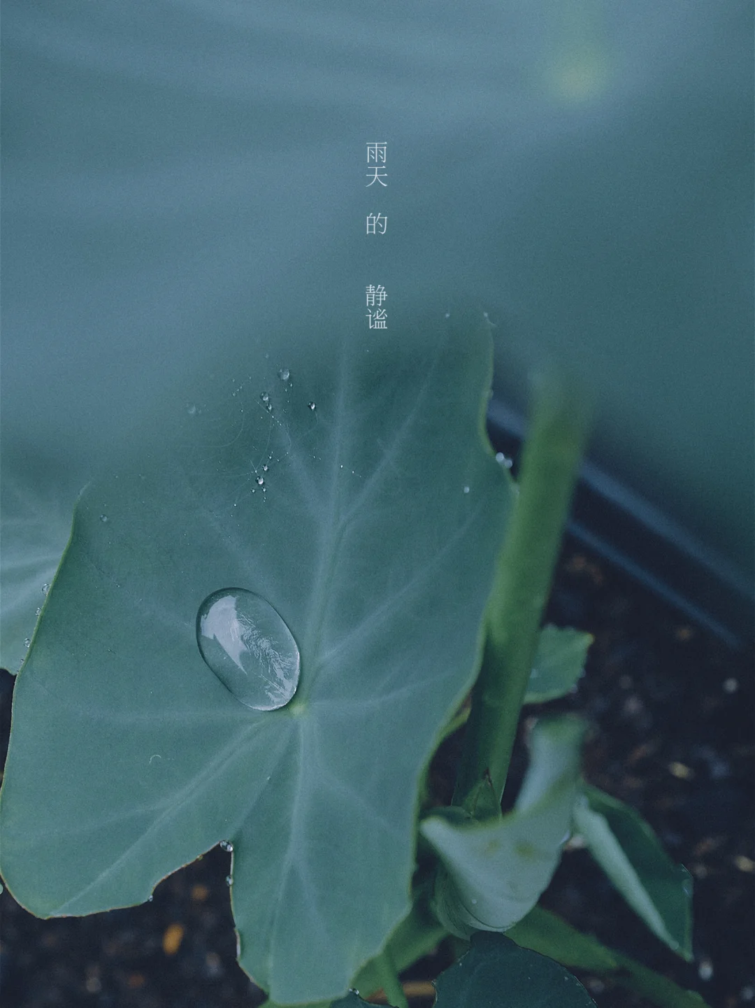 全部公交车游戏_手机游戏城市公交车牌子_手机公交车游戏大全