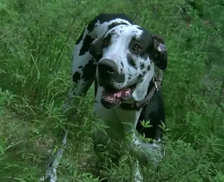 电影完整版犬王免费观看_电影完整版犬王在线播放_电影《犬王》完整版