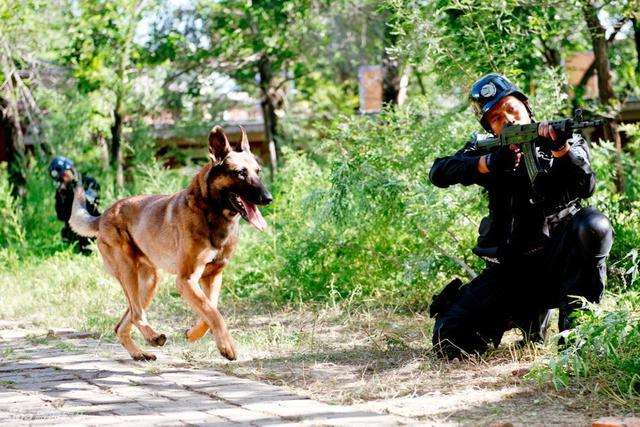 电影《犬王》完整版_电影完整版犬王免费观看_电影完整版犬王在线播放