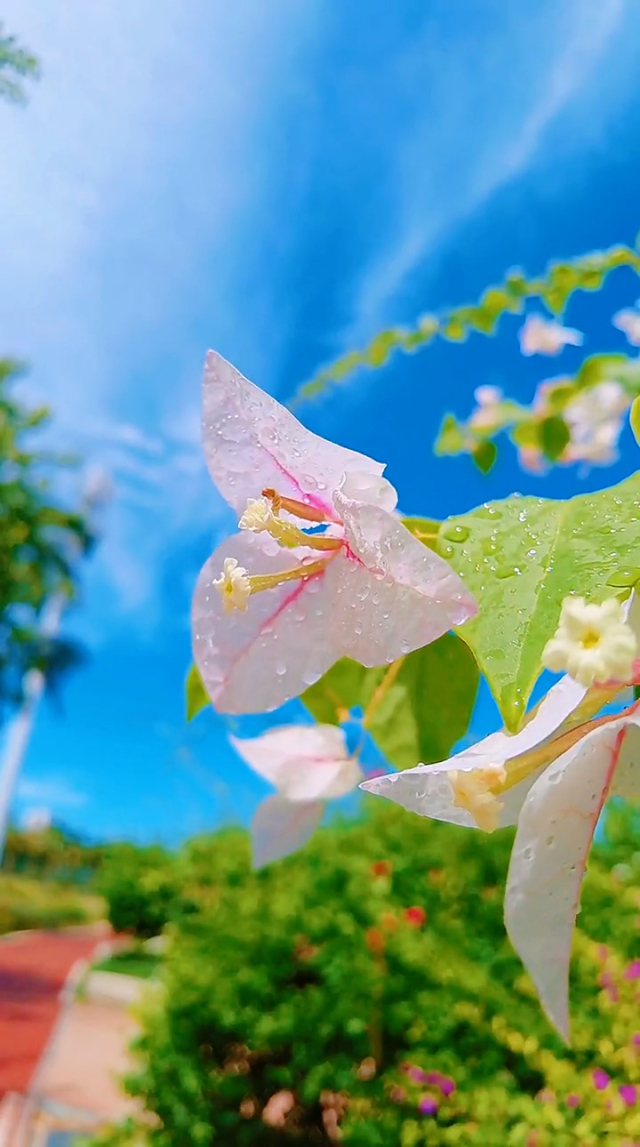 可可罗婆婆年轻时_可可罗科酒_可可罗