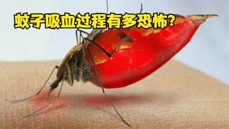 蚊子吸血小游戏_蚊子吸血模拟器手机版_手机游戏蚊子吸血