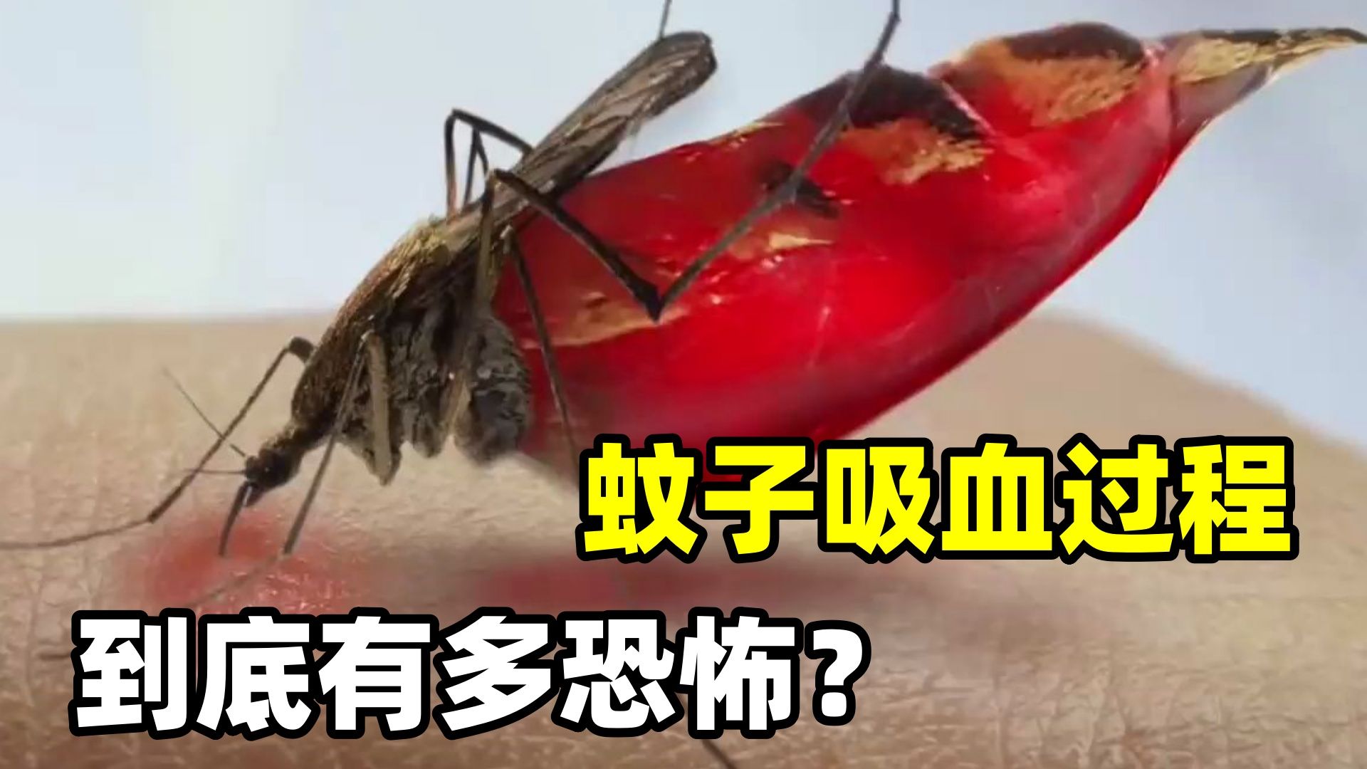 蚊子吸血小游戏_蚊子吸血模拟器手机版_手机游戏蚊子吸血