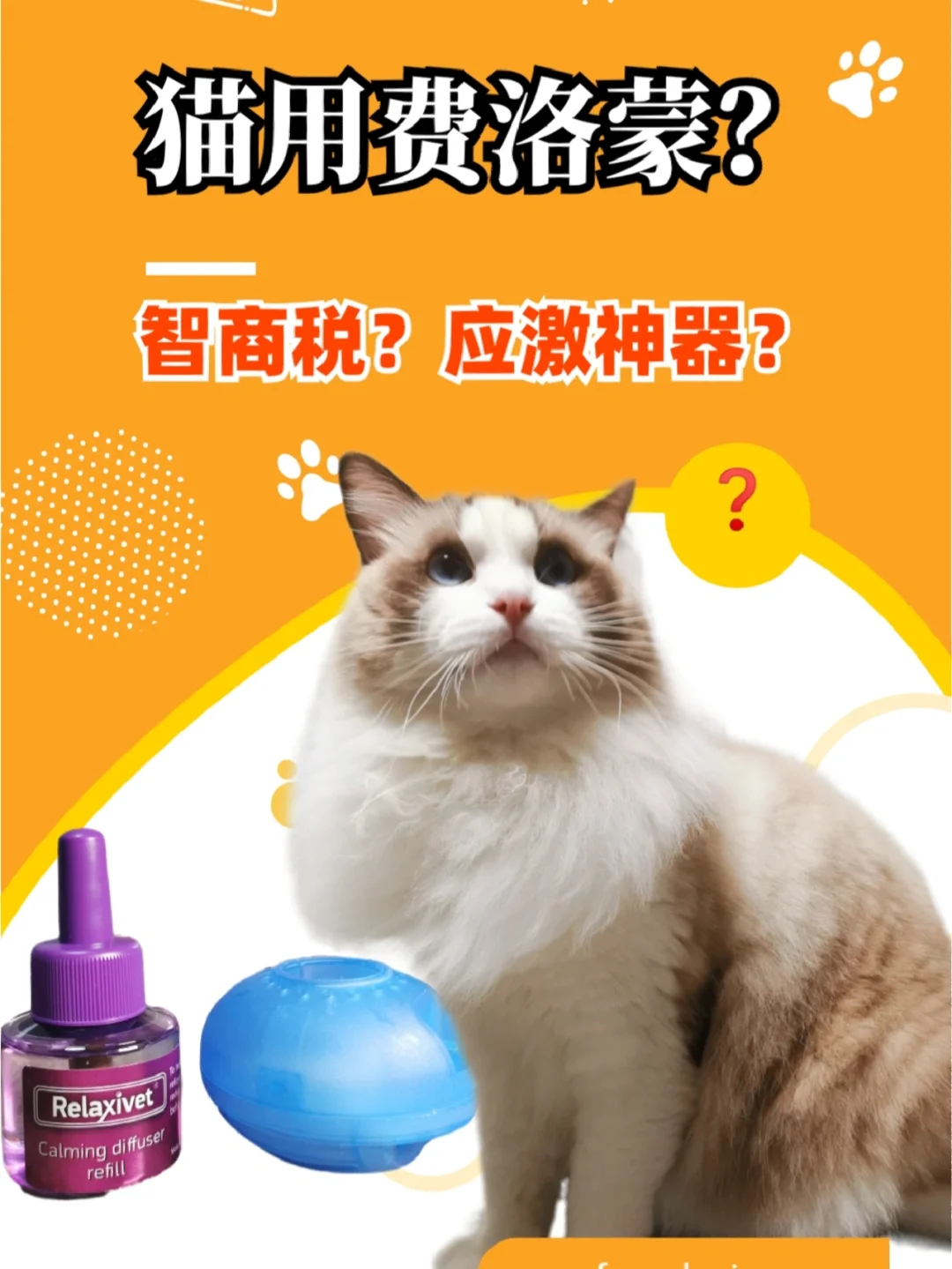 养猫游戏软件_手机养猫的游戏_手机上养猫游戏