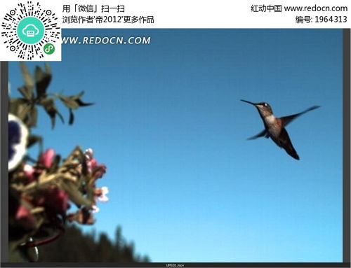 蜂鸟视频在线观看完整版 